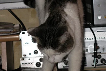 Моя музыкальная кошка Масяня!!!