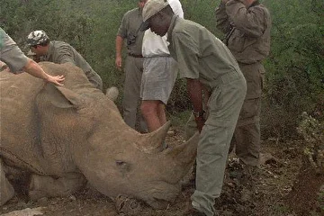 Шитиковский батя с корешами неграми завалили носорога